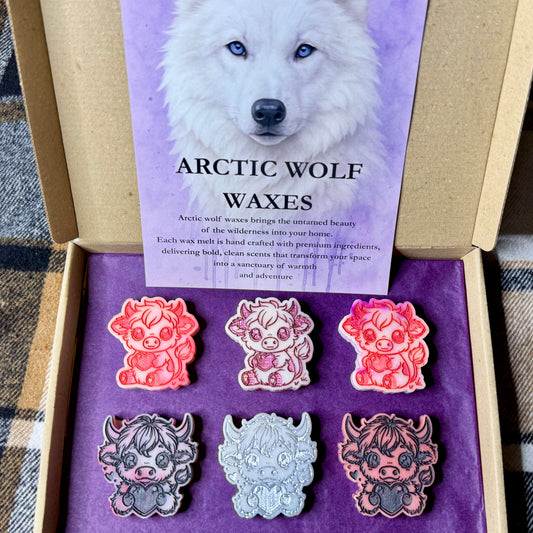 Valentine Highland Cows